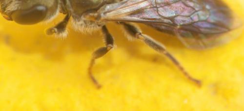 Lasioglossum nitidulum